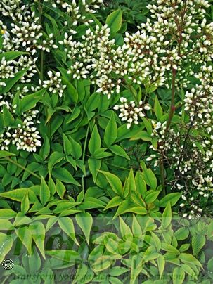 Nandina domestica