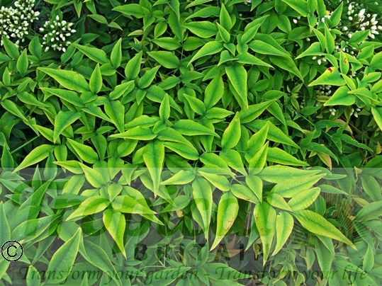Nandina domestica - foliage