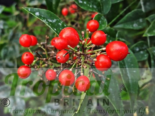 Nandina domestica - fully ripe berries in late winter