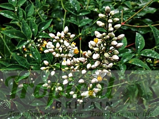 Nandina domestica