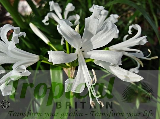 Nerine bowdenii 'Alba'
