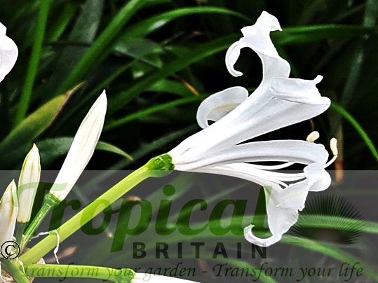 Nerine bowdenii 'Alba'