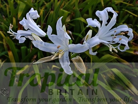 Nerine bowdenii 'Alba'