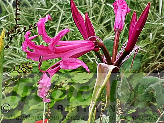Nerine bowdenii 'Isabel'