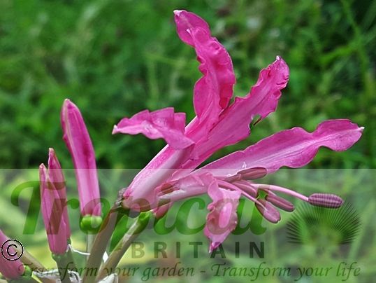 Nerine bowdenii 'Isabel'