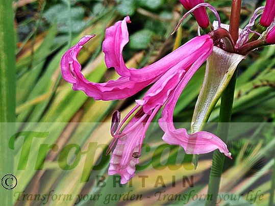 Nerine bowdenii 'Isabel'
