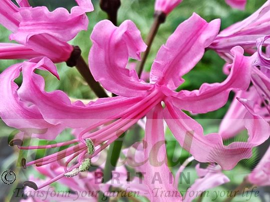Nerine bowdenii 'Isabel'