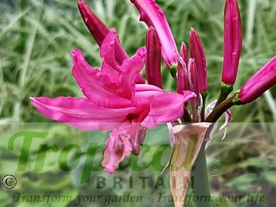 Nerine bowdenii 'Isabel'