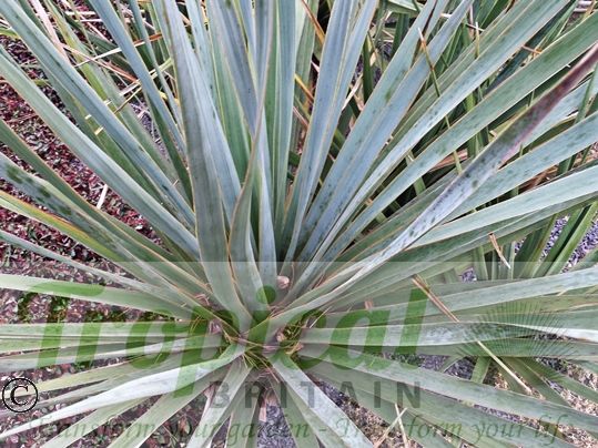 Nolina bigelovii