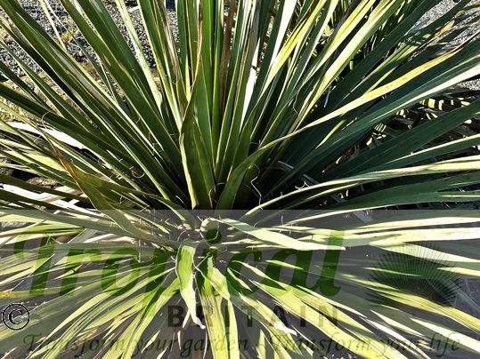 Nolina bigelovii from Tropical Britain