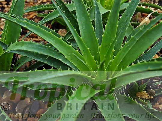 Ochagavia carnea