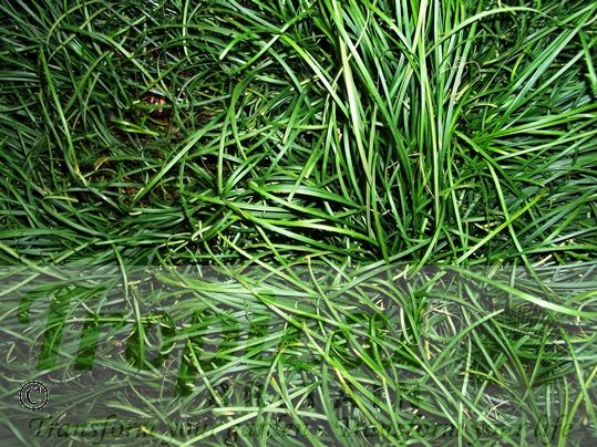Ophiopogon bodinieri 