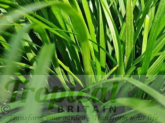 Ophiopogon intermedius