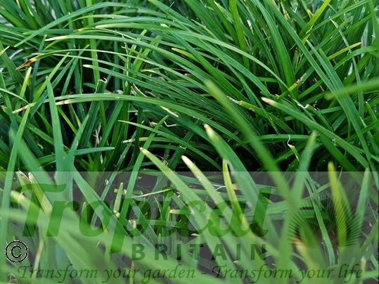 Ophiopogon intermedius