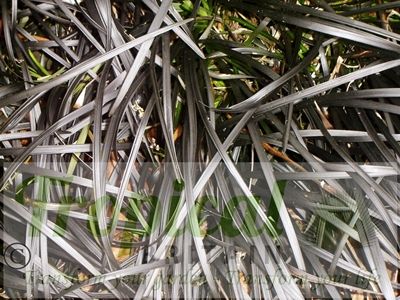 Ophiopogon planiscapus 'Nigrescens'