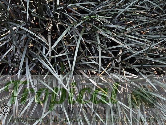 Ophiopogon planiscapus 'Nigrescens'