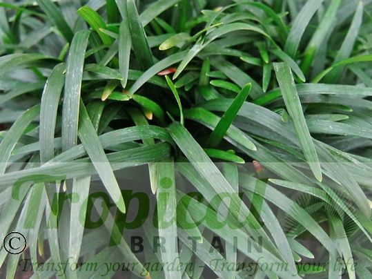 Ophiopogon japonicus