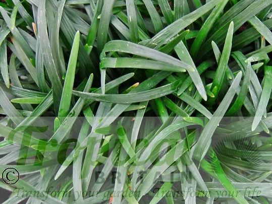 Ophiopogon japonicus
