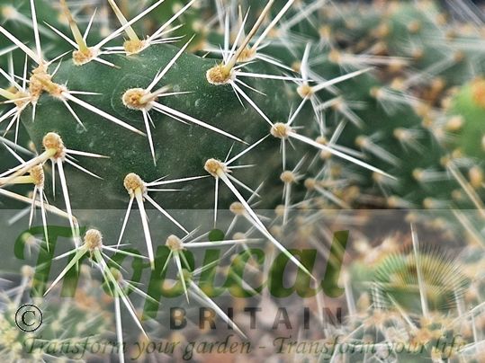 Opuntia arenaria SB964