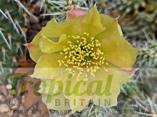 Opuntia arenaria SB964