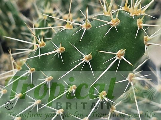 Opuntia arenaria SB964
