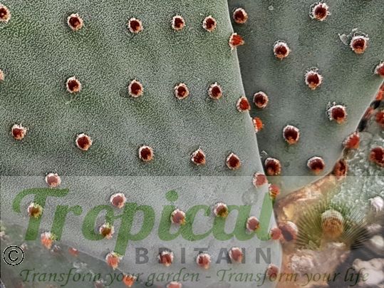 Opuntia basilaris 