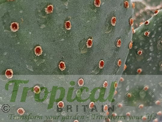 Opuntia basilaris 