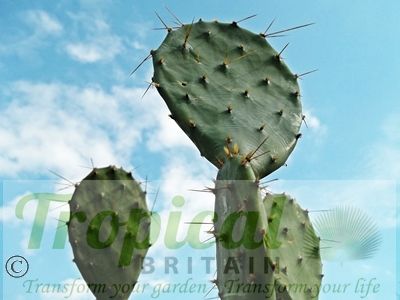 Opuntia stricta - Galveston, TX