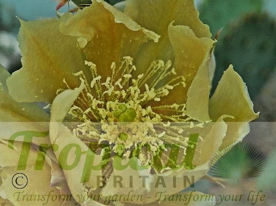 Opuntia chisosensis SB992 Brewster Co, TX