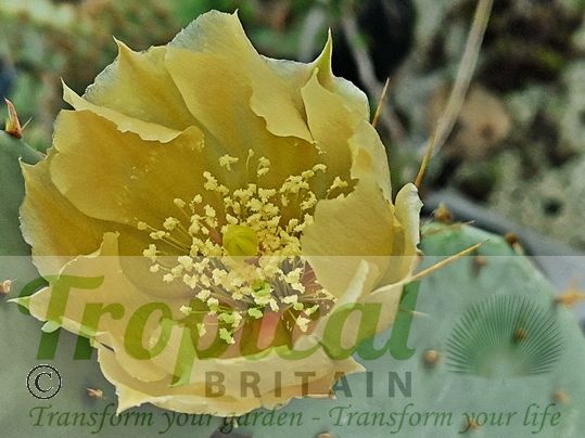 Opuntia chisosensis SB992 Brewster Co, TX