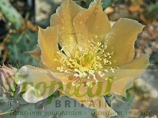 Opuntia chisosensis SB992 Brewster Co, TX