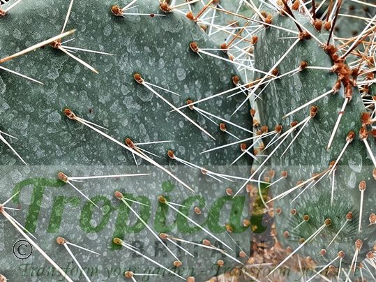 Opuntia cymochila - Brewster Co, TX