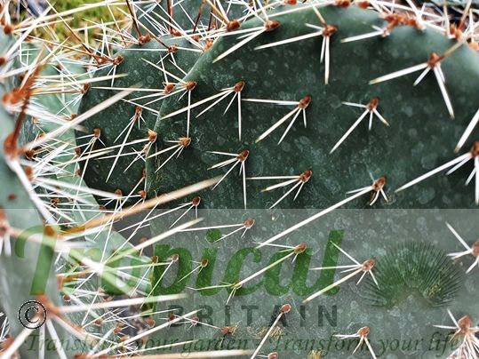 Opuntia cymochila - Brewster Co, TX