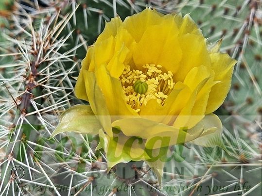 Opuntia cymochila - Brewster Co, TX
