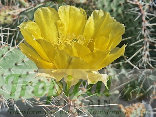 Opuntia cymochila - Brewster Co, TX