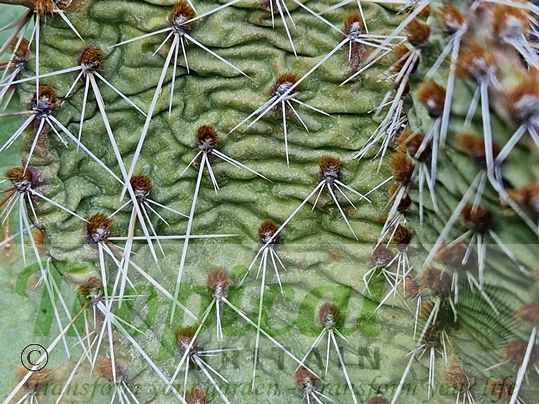 Opuntia cymochila - Brewster Co, TX - The distinctive crinkled cladodes during winter