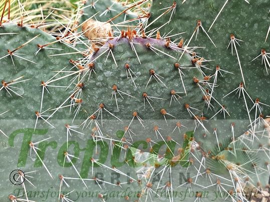 Opuntia cymochila - Brewster Co, TX