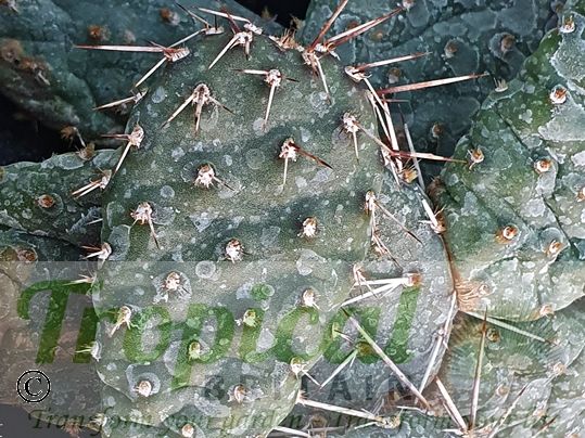 Opuntia engelmannii var. sandia