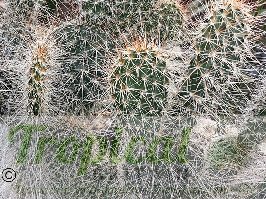 Opuntia erinacea