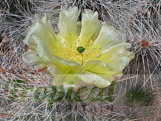 Opuntia erinacea