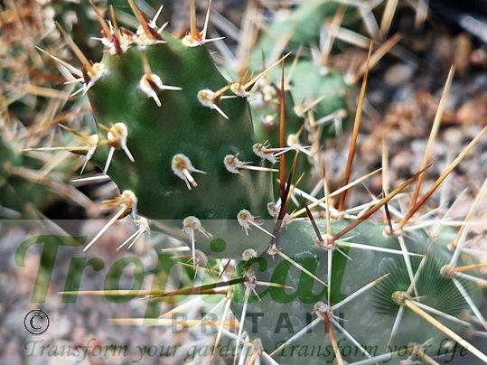 Opuntia fragilis