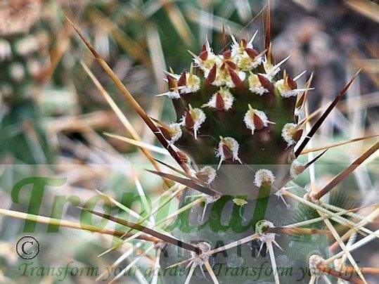 Opuntia fragilis