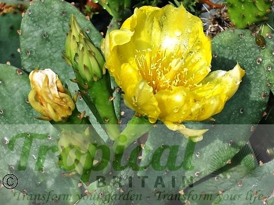 Opuntia humifusa