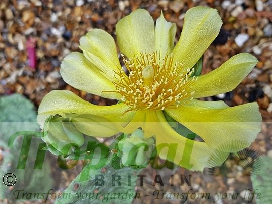 Opuntia humifusa