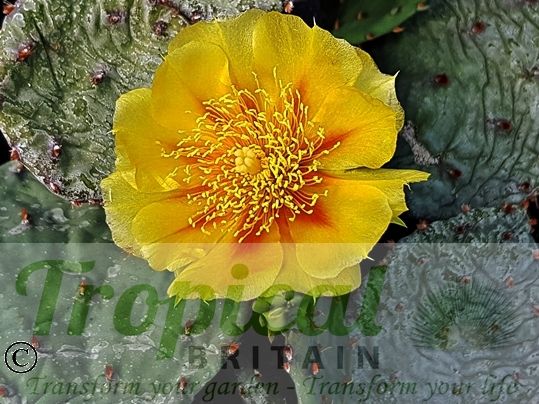 Opuntia humifusa - variation in flower colour