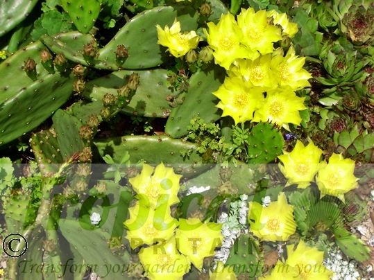 Opuntia humifusa