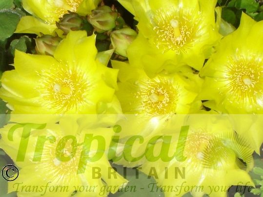 Opuntia humifusa