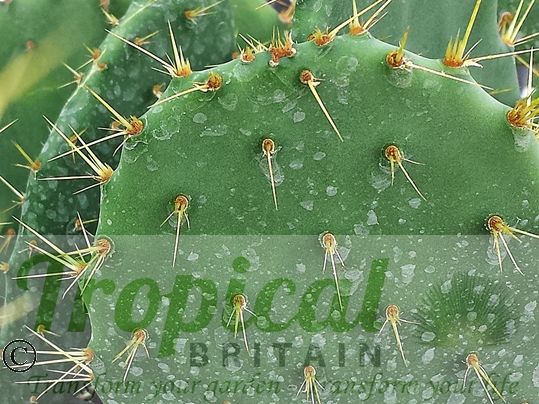 Opuntia lindheimeri - Beeville, TX