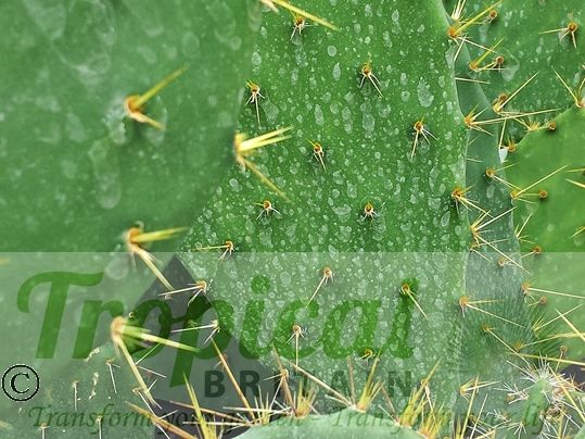 Opuntia lindheimeri - Beeville, TX