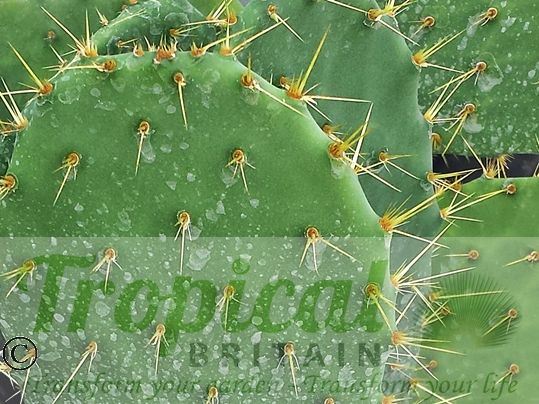 Opuntia lindheimeri - Beeville, TX